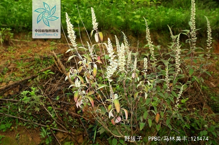 elsholtzia rugulosa hemsl.