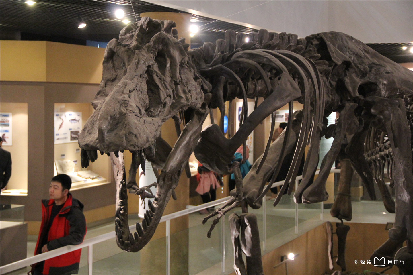 中国科学院古脊椎动物与古人类研究所中国古动物馆