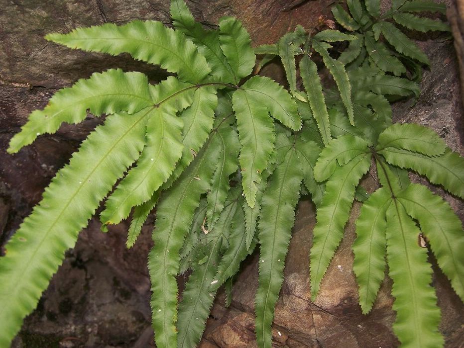  p>毛叶凤尾蕨,是一种植物,植株高50-80厘米.