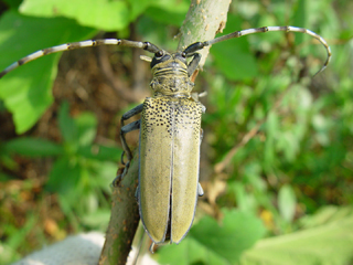  p>桑树桑天牛是一种属于天牛科.别名粒肩天牛,桑干黑天牛,桑牛等.