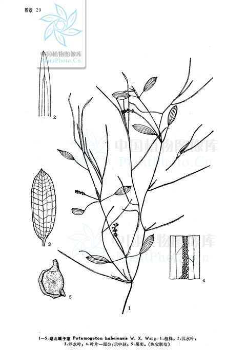  p>湖北眼子菜(potamogeton hubeiensis w. x.