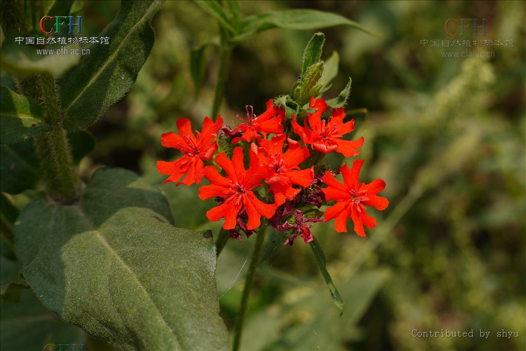  p>伞形花序,是 a href="#" data-lemmaid="1381367">无限花序 /a>的