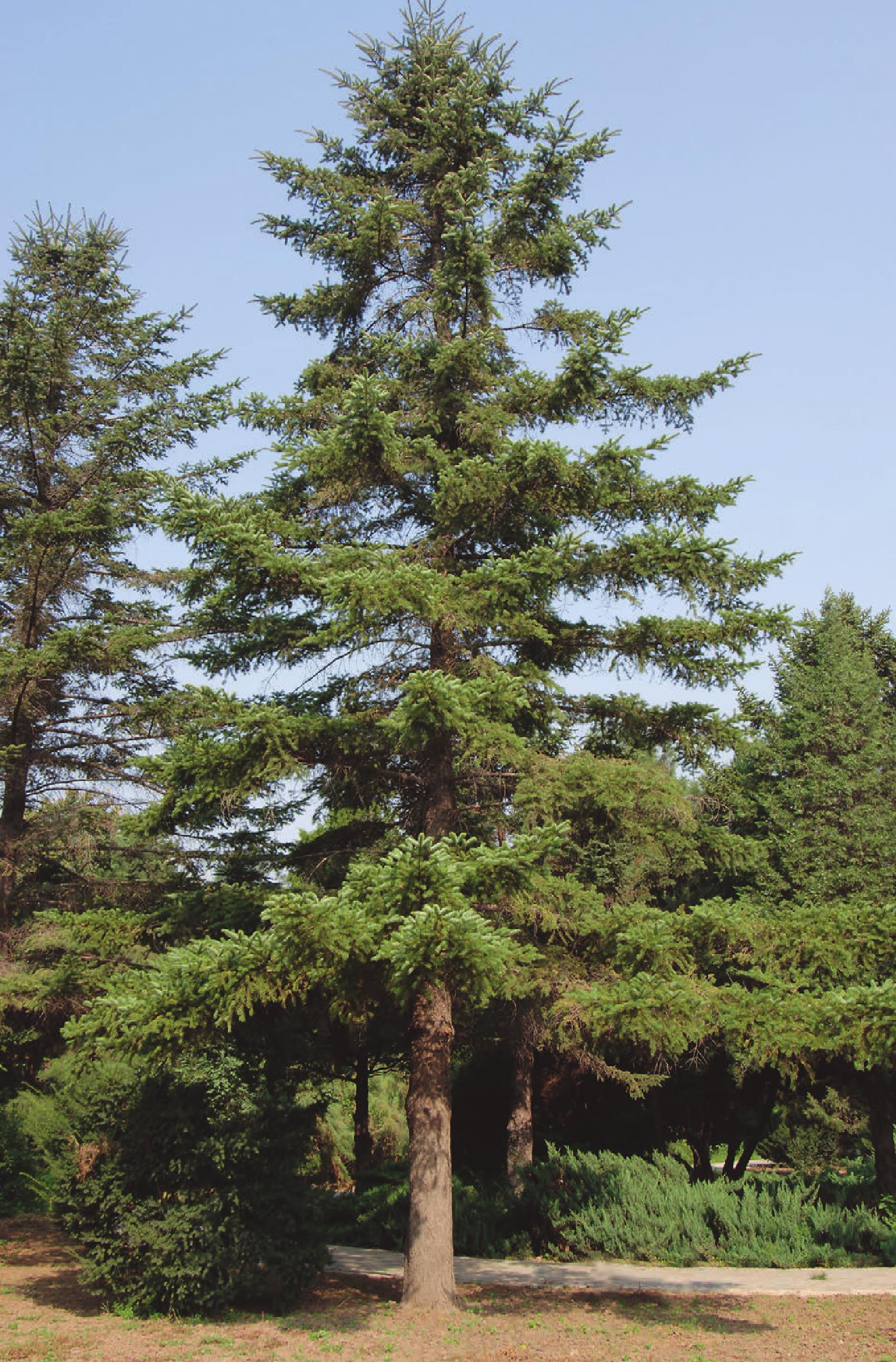 craib)是松科冷杉属植物,常绿乔木,树干端直,枝条轮生.