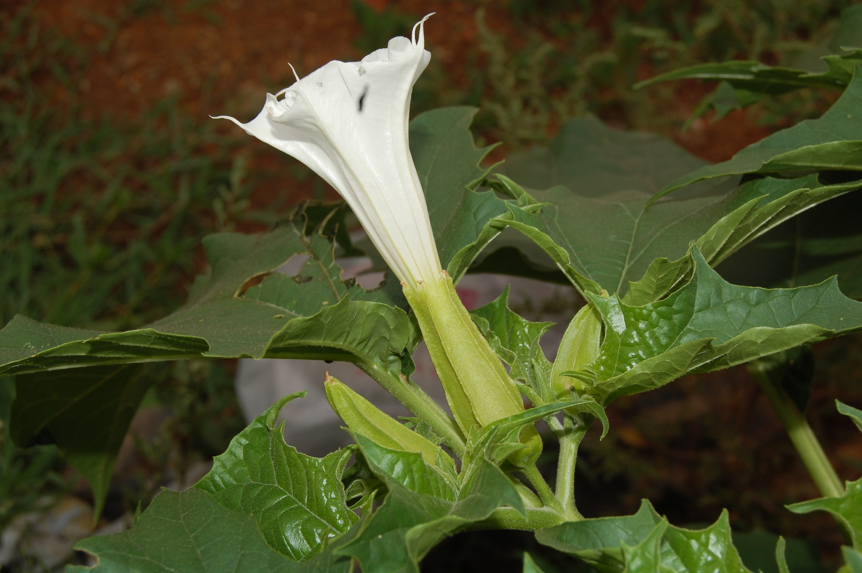 茄科曼陀罗属一年生热带草本植 span class="ref" data-ctrid="txte