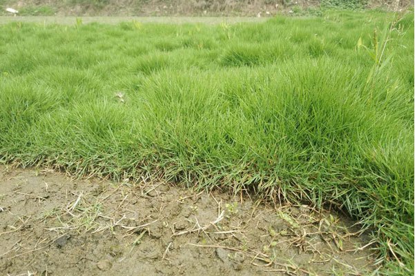  p data-id="gnbqzeoe88">台湾二号又叫做台湾草,台湾2号, a target="