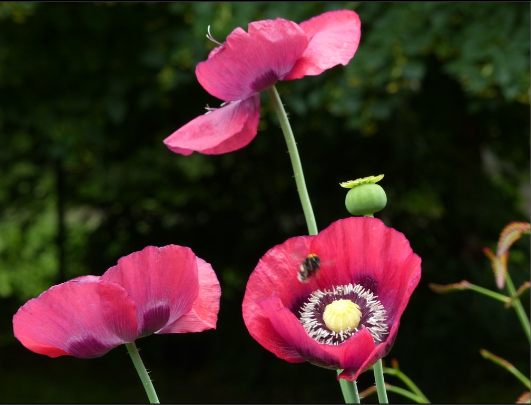  p>罂粟属(学名: i>papaver /i>):是罂粟目,罂粟科下的一属植物,共有
