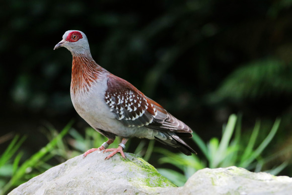  p>斑鸽,亦称鸽子,属于鸟纲鸽形目(columbiformes)鸠鸽科 (columbidae