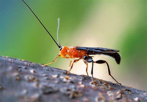 苹盗毒蛾绒茧蜂