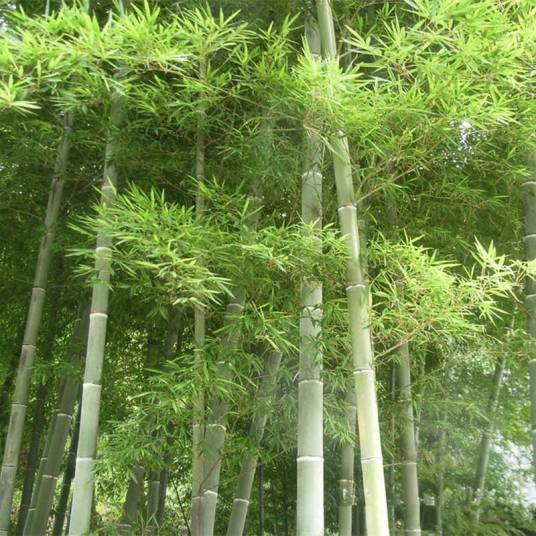 花毛竹安徽太平群体_百度百科