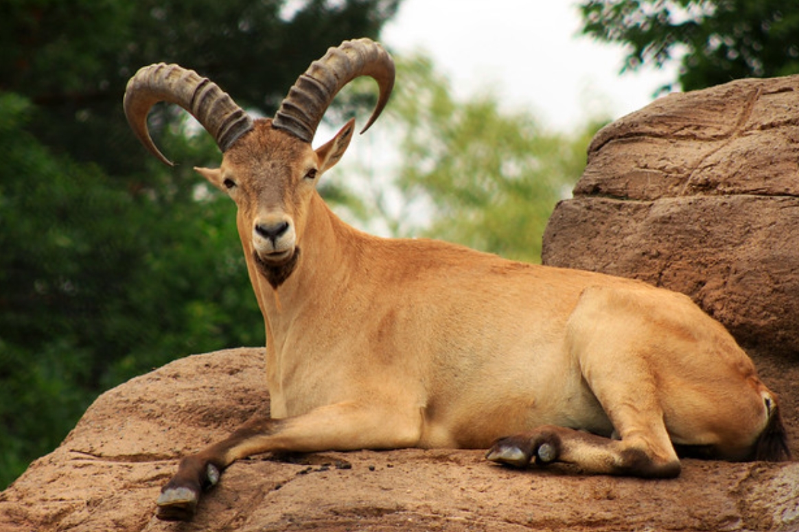  p>西高加索羱羊(学名: i>capra caucasica /i>):是偶蹄目,牛科,山羊