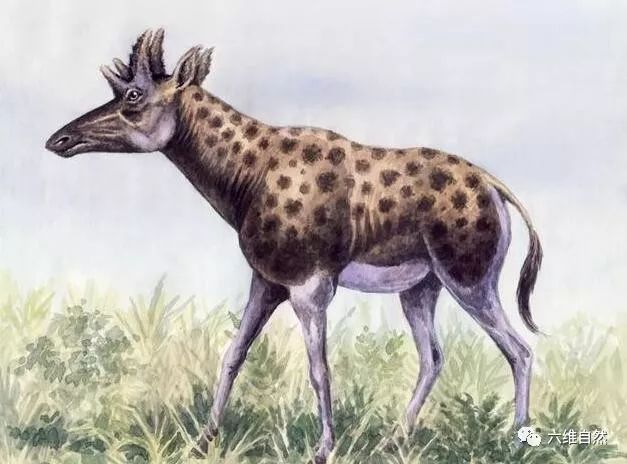 古长颈鹿 /b>( i>palaeotragus /i>),又名 b>古鹿兽 /b>或 b>古麟 /b>