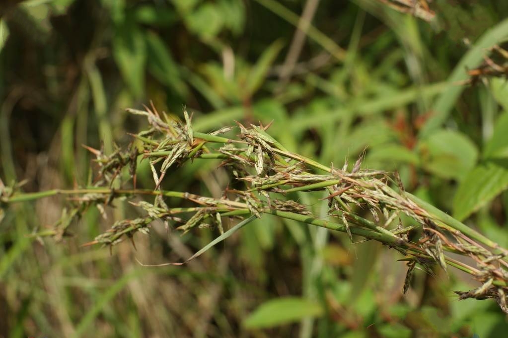  p>橘草(学名: i>cymbopogon goeringii /i> (steud.) a.