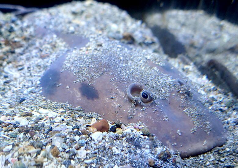  p>日本单鳍电鳐(学名: i>narke japonica /i>)是电鳐科,单鳍电鳐属