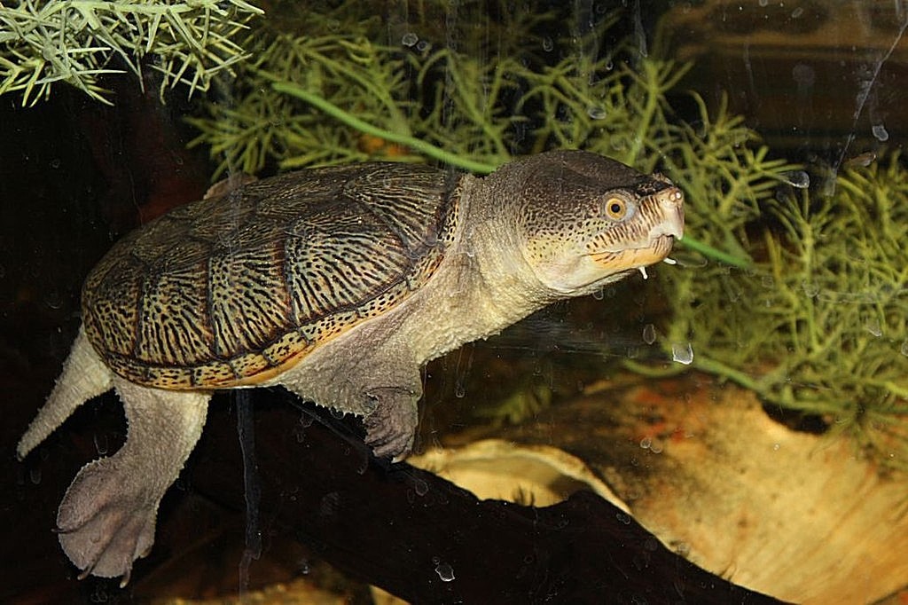  p>窄桥麝香龟(学名: i>claudius angustatus /i>)是动胸龟科,窄桥