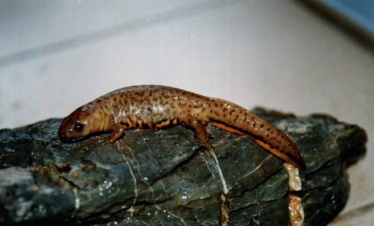  i>cynops orphicus /i>)是蝾螈科,蝾螈属有尾两栖动物