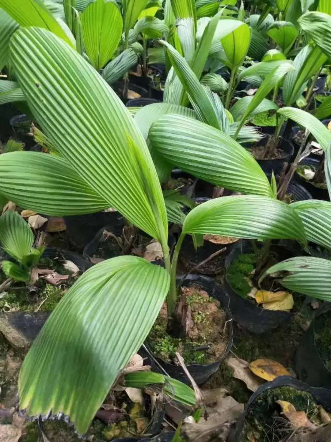 大叶仙茅