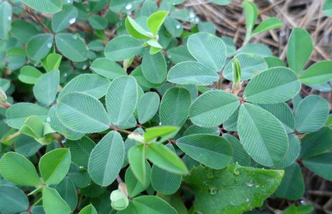 ">豆科 /a> a target="_blank" href="/item/鸡眼草属/8406259" data