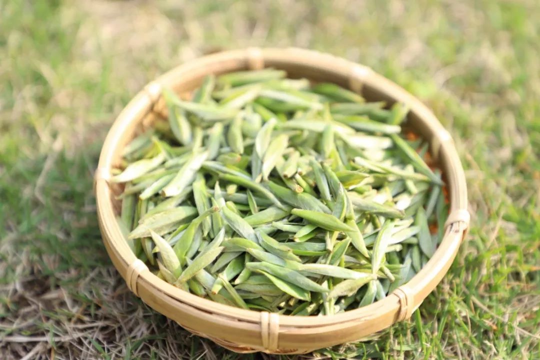 福鼎大毫茶