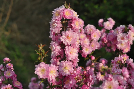 粉花重瓣麦李_百度百科