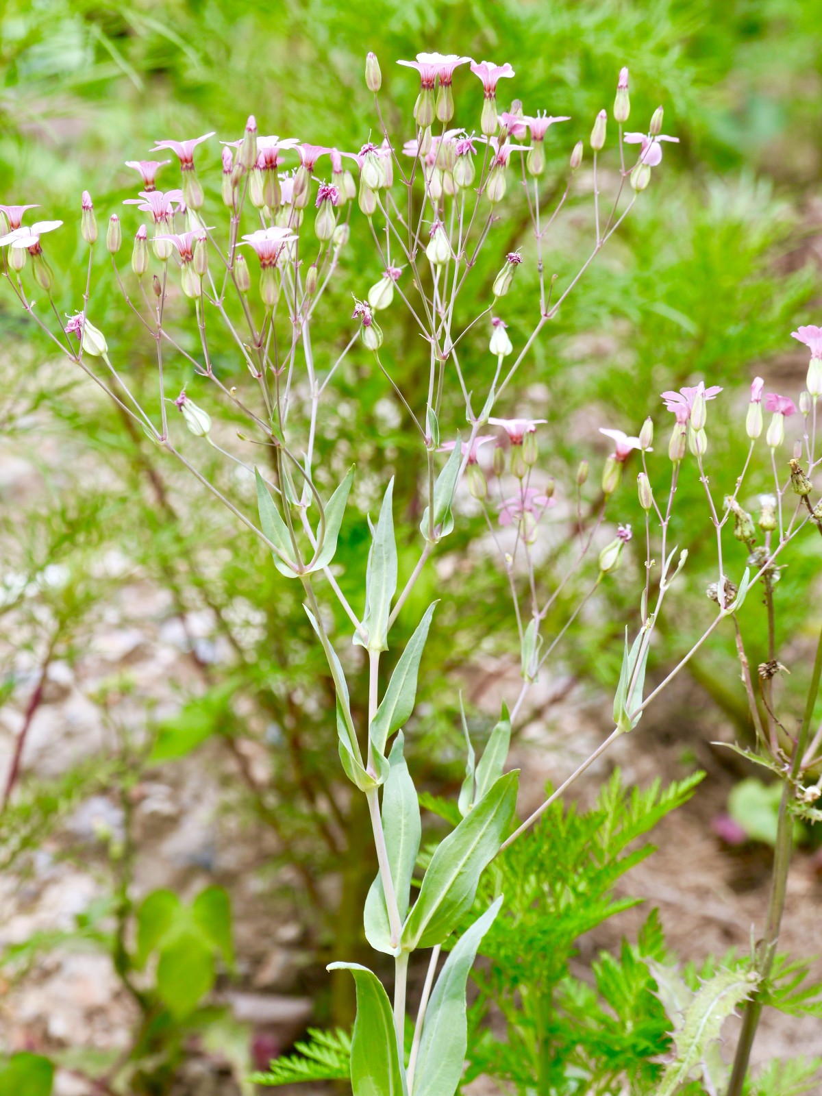是石竹科麦蓝菜属的一年生或二年生草本植物.