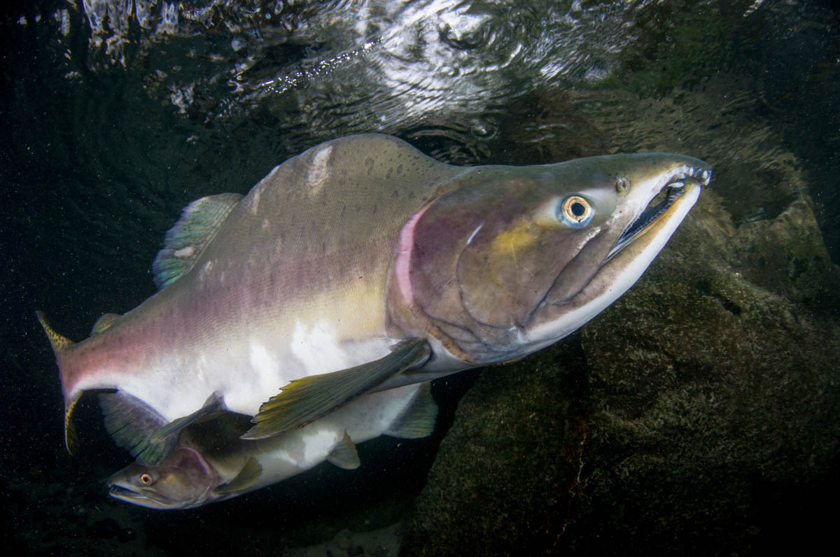 漠河大麻哈鱼的做法(黑龙江大马哈鱼怎么做好吃)