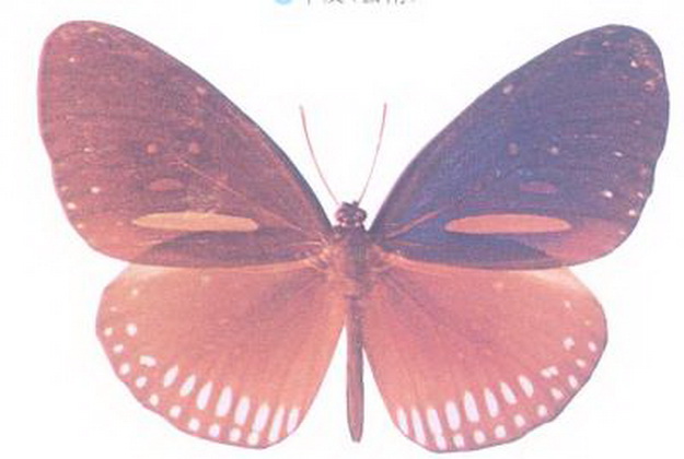  p data-id="gn33hc1o81">冷紫斑蝶(学名: i>euploea algea /i> )是 a