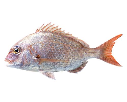  p>真鲷(学名: i>pagrus major /i>)是鲷科,真鲷属鱼类.