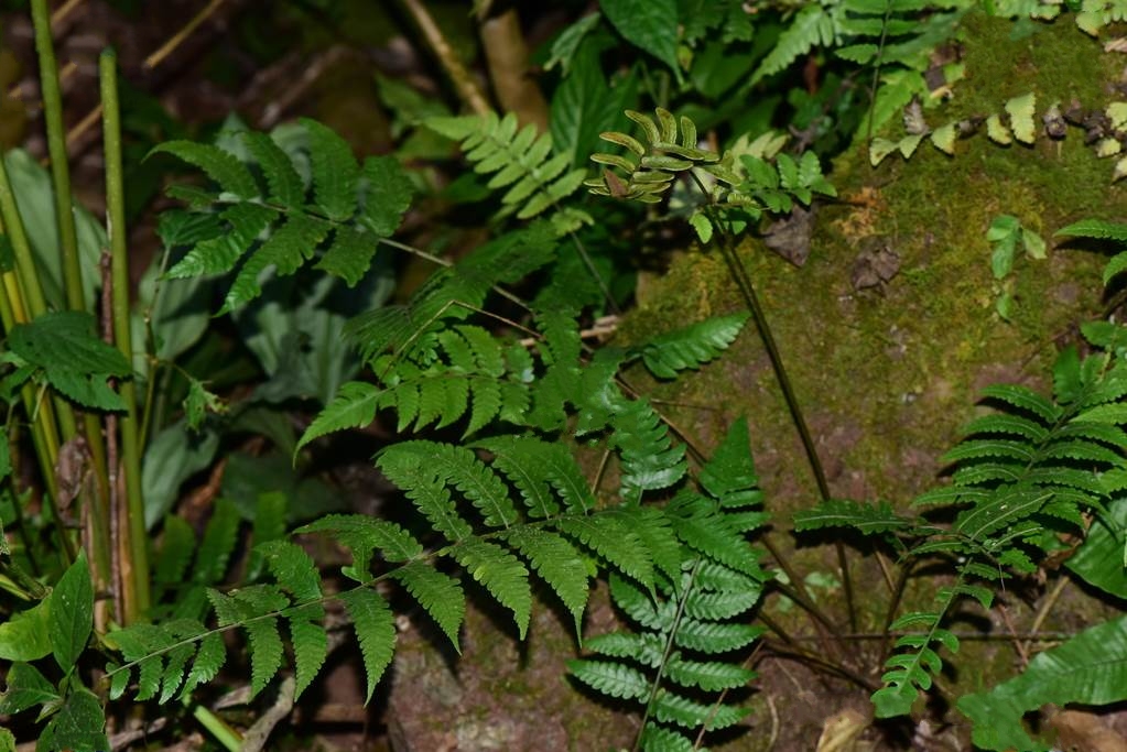  p>中华刺蕨(学名: i>egenolfia sinensis /i> (bak.