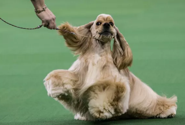 可卡犬：英式美式傻傻分不清_百科TA说