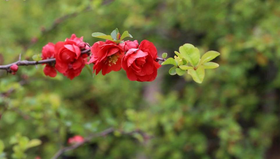 傲大贴梗海棠八咫鸟