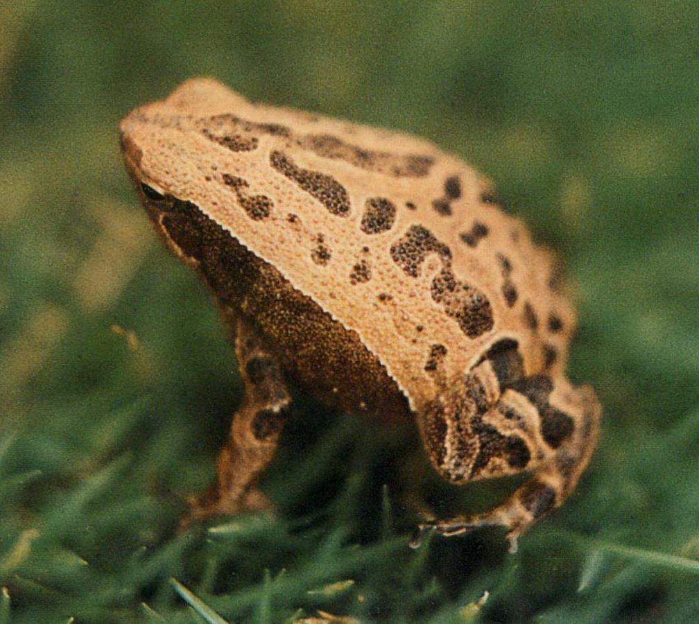  p>花细狭口蛙(学名: i>kalophrynus interlineatus /i>)是姬蛙科,细