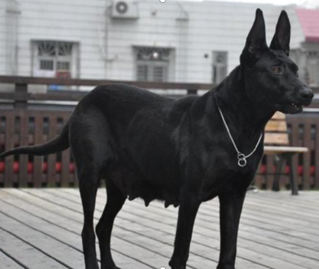 黑狼犬 战斗力第一的中华犬 百科ta说