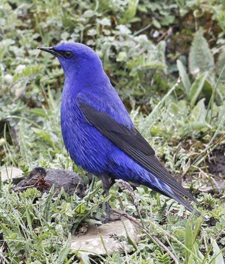 grandala  coelicolor