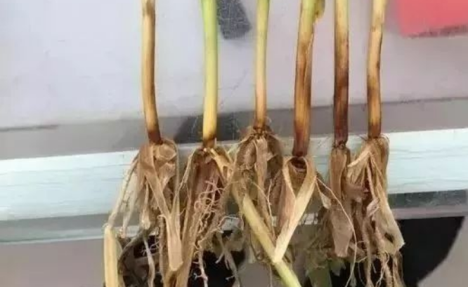  p data-id="skftjer4uagb">小麦茎基腐病是由假禾谷镰孢菌,禾谷镰孢