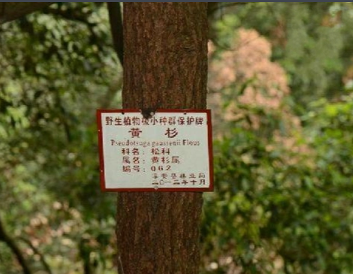 中国独特的历史活化石——黄杉_百科TA说