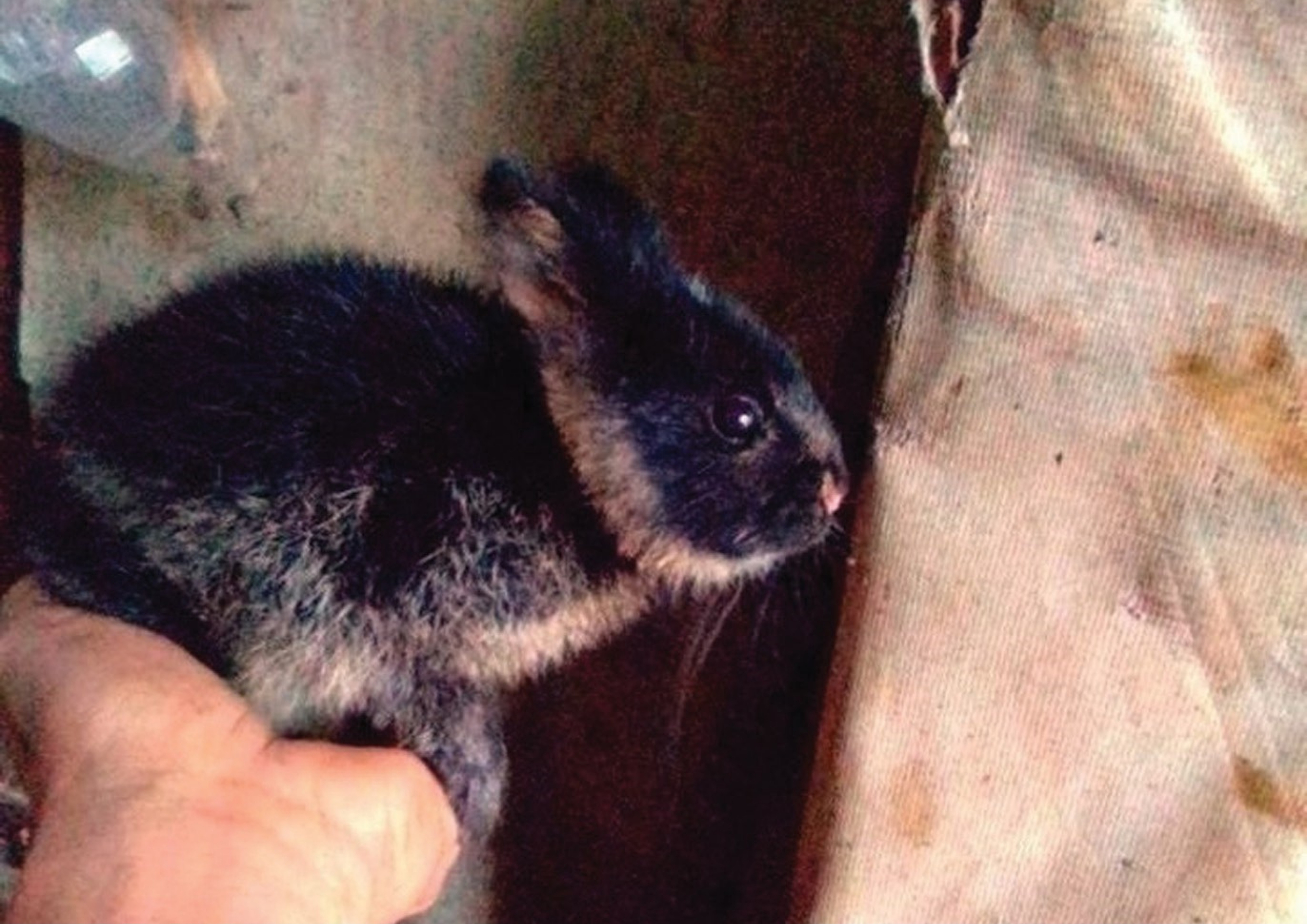  p>苏门答腊纹兔(学名: i>nesolagus netscheri /i>):兔科,纹兔属动物