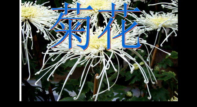 赏析古诗《菊花》