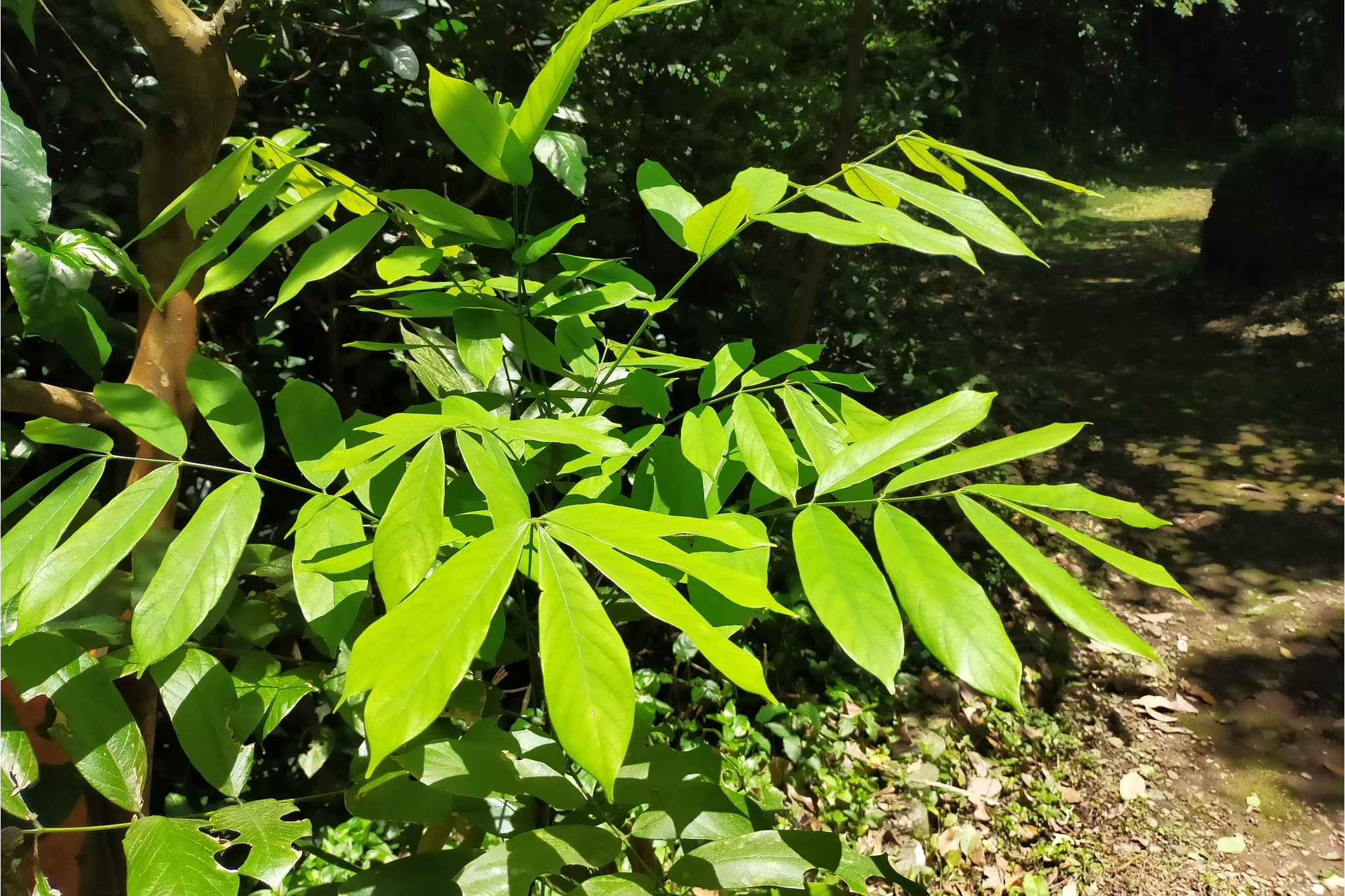  p data-id="go05x86fqz">厚果崖豆藤(学名: i>millettia pachycarpa 