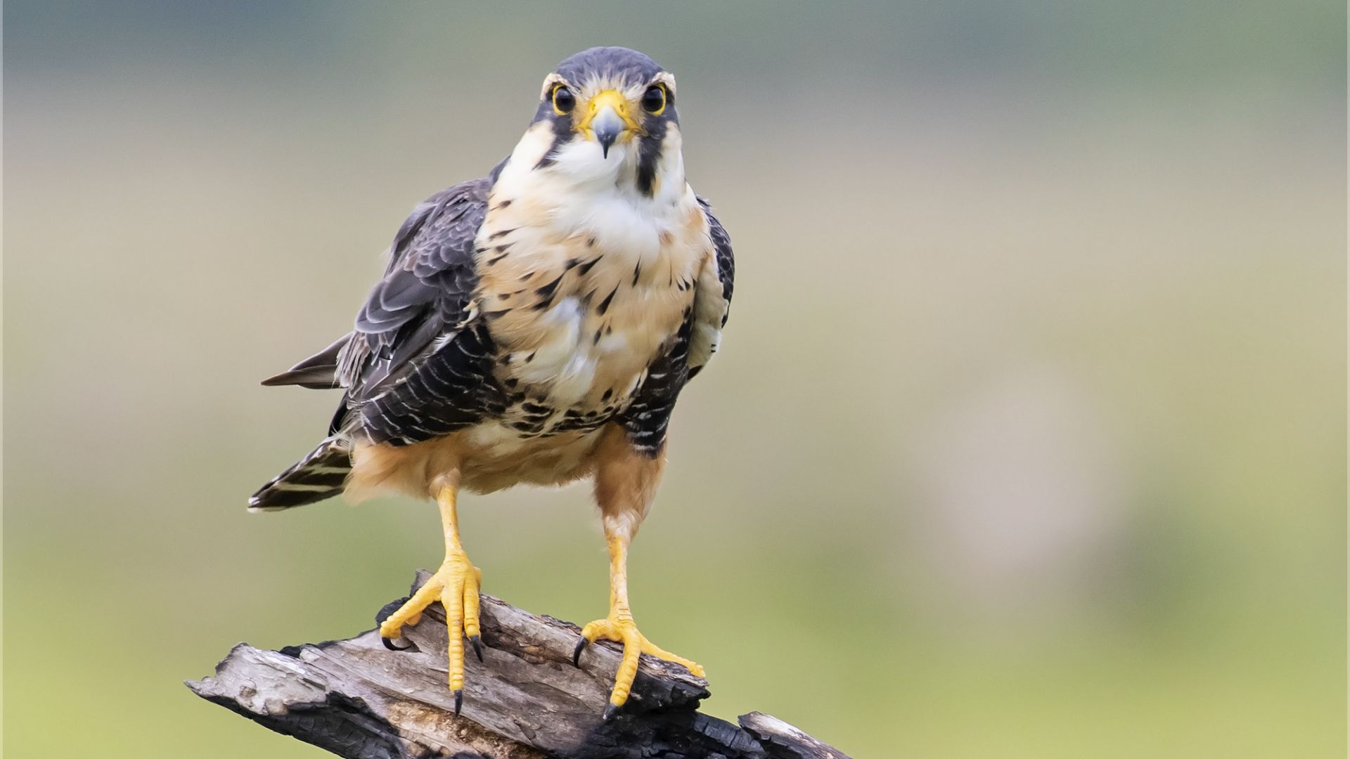  p>黄腹隼(学名: i>falco femoralis /i>):是隼科,隼属的一种 a