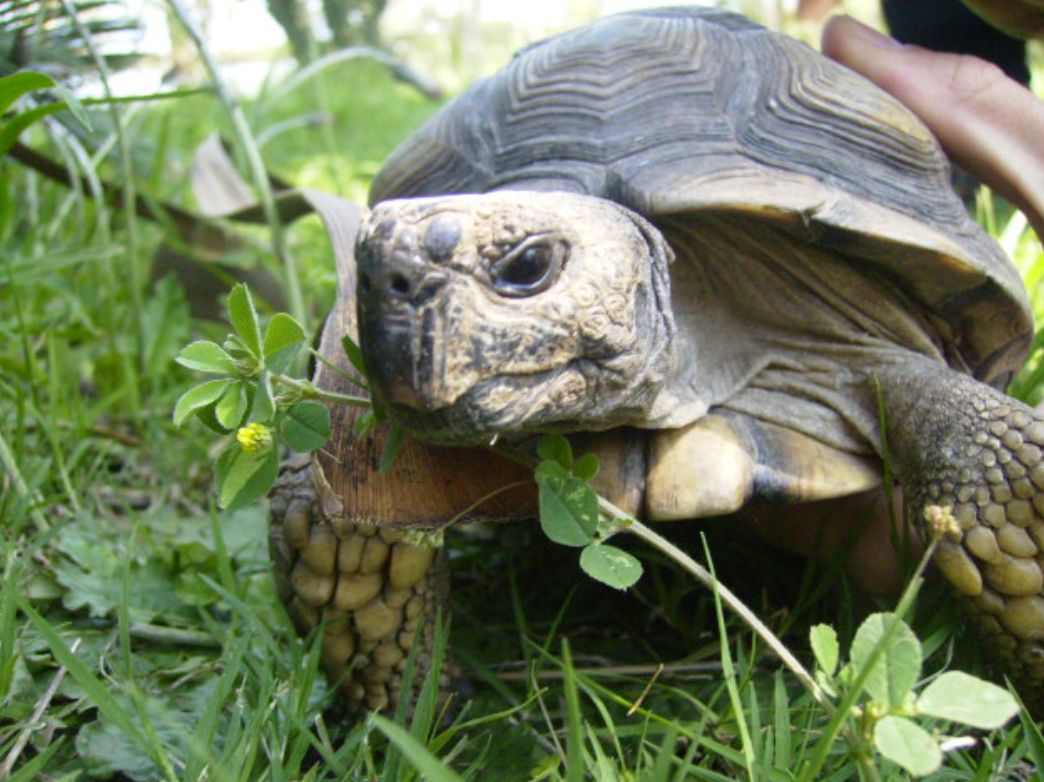  p>阿根廷象龟(学名: i>chelonoidis chilensis /i>):是爬行纲,陆龟科