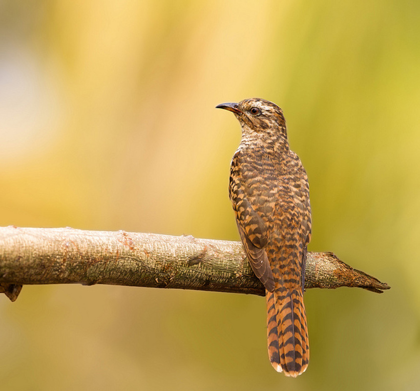 ="gnwkcpyz9x">八声杜鹃(学名: i>cacomantis merulinus /i>)小型鸟类