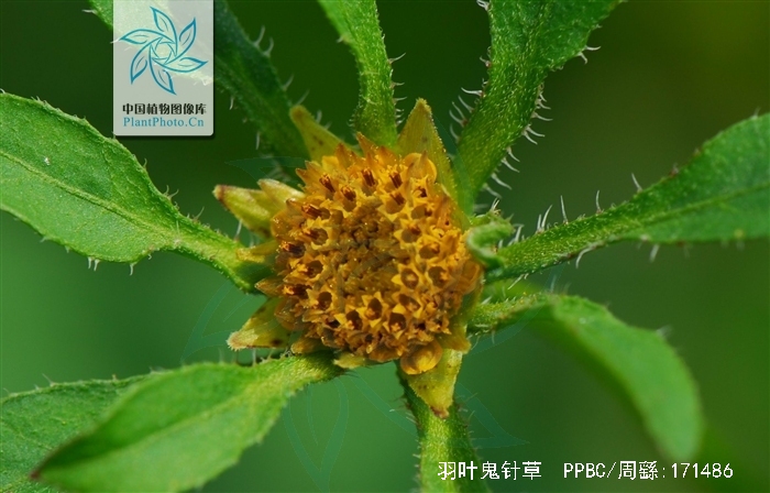  p>羽叶鬼针草(学名: i>bidens maximowicziana  /i> oett.