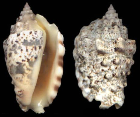  p>粗瘤凤凰螺(学名:lentigo lentiginosus)雌雄异体.