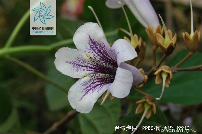 paulowniakawakamii leo.