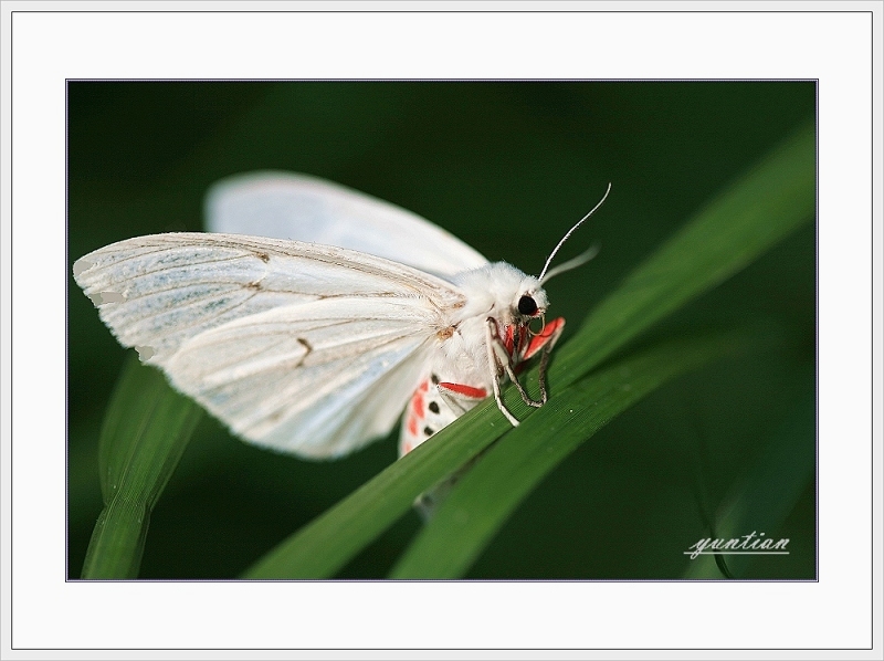  p>稀点雪灯蛾( i>spilosoma urticae /i>&nbsp;esper,1789)是