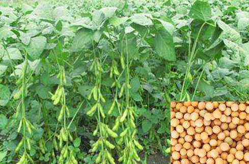 省泗洪县东南农业科学研究院用"中豆20"作母本,"徐豆9号"作父本杂交