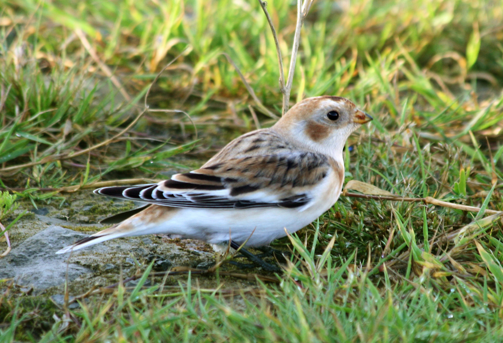 plectrophenax nivalis vlasowae