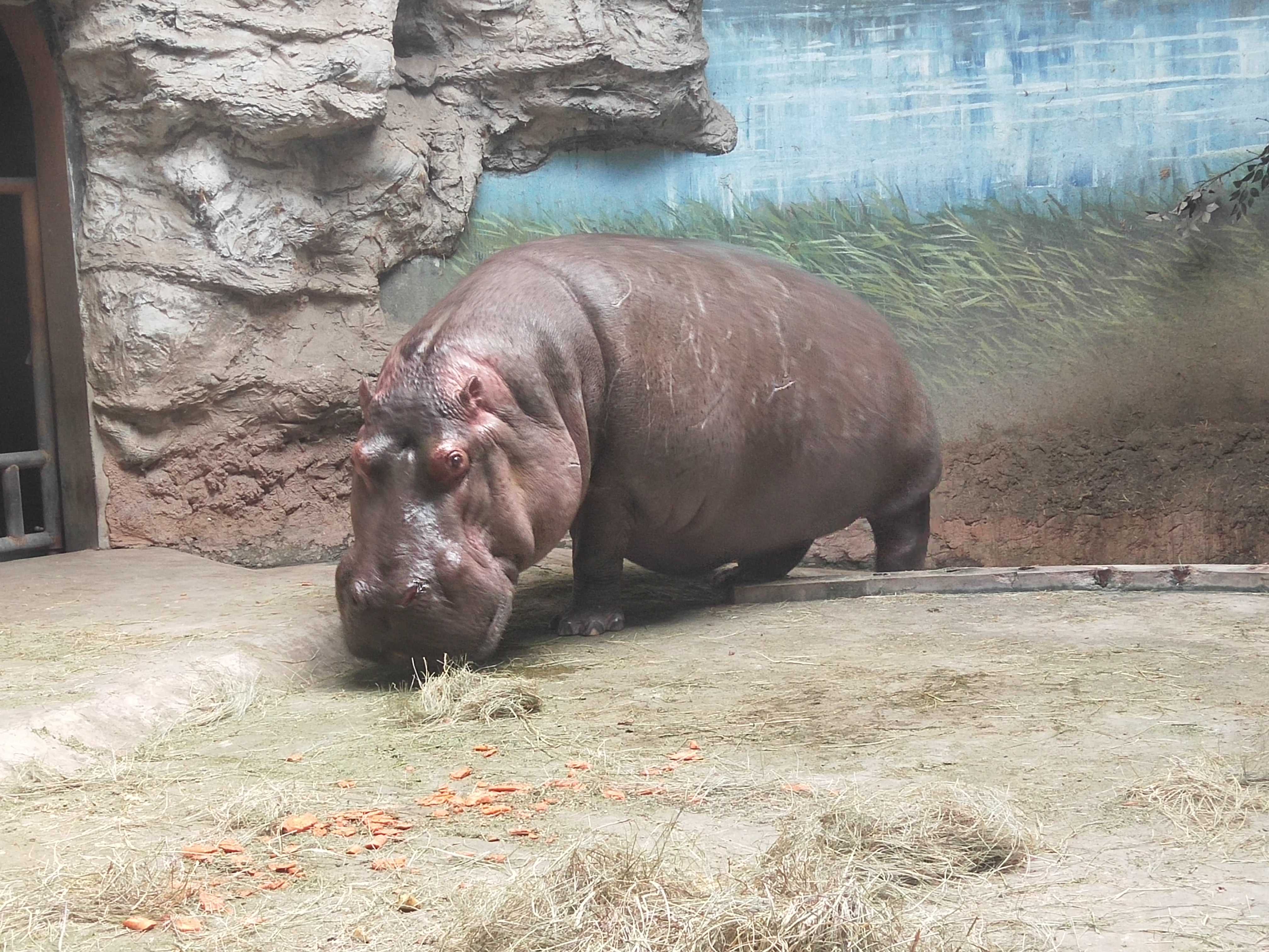 河马是巨大的陆栖动物之一,亦是陆地上体型(按平均值算)仅次于大象和