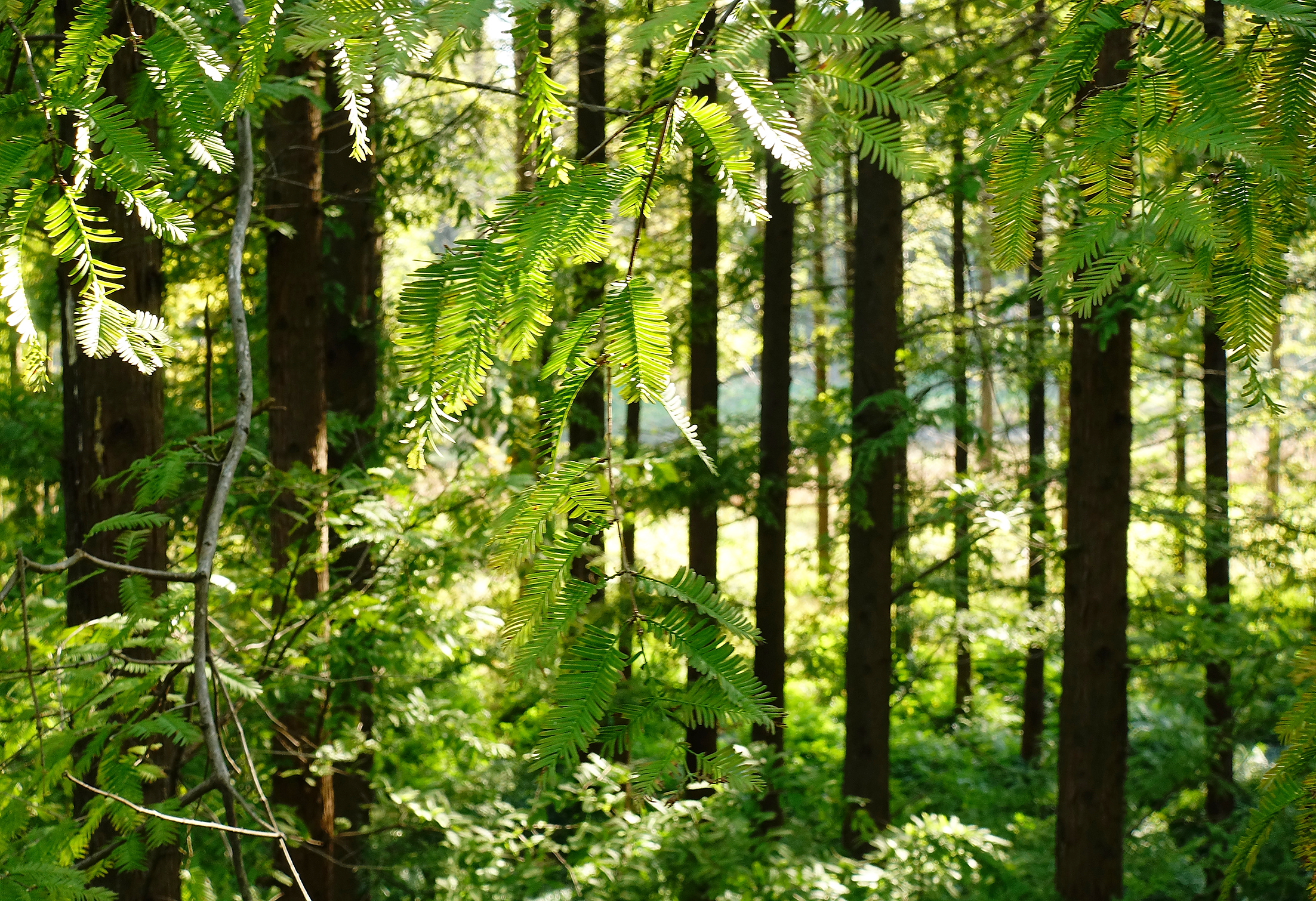  p>森林公园以大面积 a target="_blank" href="/item/人工林