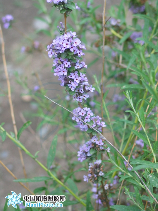  p>互叶醉鱼草(学名:buddleja alternifolia maxim),醉鱼草属.